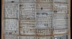 Staphylinidae Receiving 5