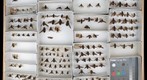 Bombyliidae 1