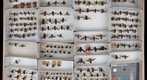 Bombyliidae 2