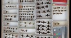 Bombyliidae 3