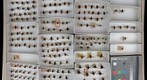 Bombyliidae 4
