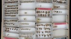 Bombyliidae 5