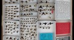 Bombyliidae Receiving 1