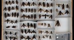 Mydidae