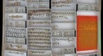 Dytiscidae 6