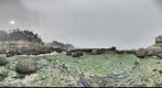 Boiler Bay, OR Rocky Intertidal