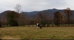 Cades Cove - Tennessee - USA
