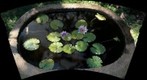 Ohau backyard lilly bowl
