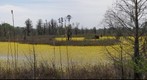 Spring Swamp - Near Selma - Alabama - USA