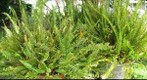 Ferns