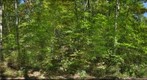 Old Fork 1 (Chestnut Sampling Site)