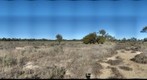 Australia - Saltbush 1