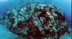 Underwater, South Wall Coral, Petite Byahut, St Vincent (Orca Point)
