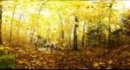 Shaw Woods - 111009