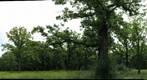 Old School Forest Preserve