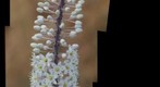 Wild Flower