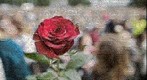 The most beautiful rose
