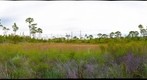 Hypericum Pond