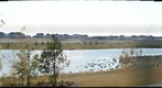 Canada geese, Walker Lakes, Edmonton
