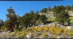 Rock Creek Aspens