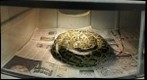 Burmese Python