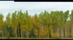 Autumn panorama at the Obed summit of the Yellowhead Highway, Alberta