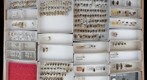 Nemonychidae &amp; Anthribidae 1