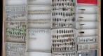 Brentidae 3