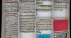Erotylidae 2