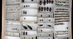 Curculionidae 1