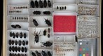 Curculionidae 2