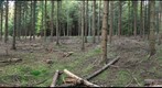 Extinction of a forest by Armillaria ostoyae