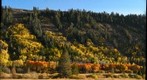 Blazing Aspens