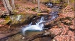 Sunny Brook