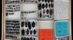 Curculionidae 5