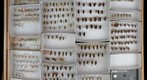 Notonectidae 1