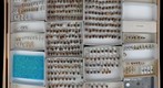 Pleidae, Gelastocoridae, and Ochteridae