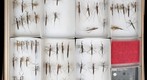 Nepidae 1