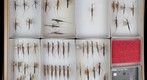 Nepidae 2