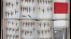 Nepidae 3