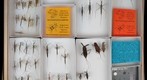 Nepidae 4