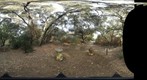 EFRR Oak Canopy Fall 2011