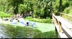 Florida Swimmin' Hole, Rock Springs, Kelly Park, near Orlando, End of the Run