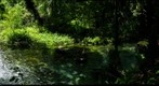 Florida Swimmin' Hole, Rock Springs, Kelly Park, near Orlando, near top of the run