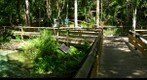 Florida Swimmin' Hole, Rock Springs, Kelly Park, near Orlando, top of the run