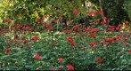 Red Flowers Real Alcazar