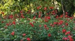 Red Flowers, Real Alcazar, Sevilla, Spain