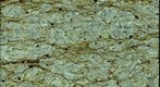 Thin Section of Schist from Mount Greylock, Massachusetts