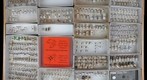 Curculionidae 49