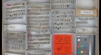 Mycetophagidae 2, Pterogeniidae, and Archeocrypticidae